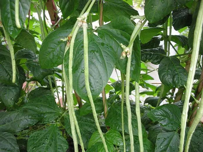 短豆角种植技术_豆角种植技术视频_豆角种植视频教程