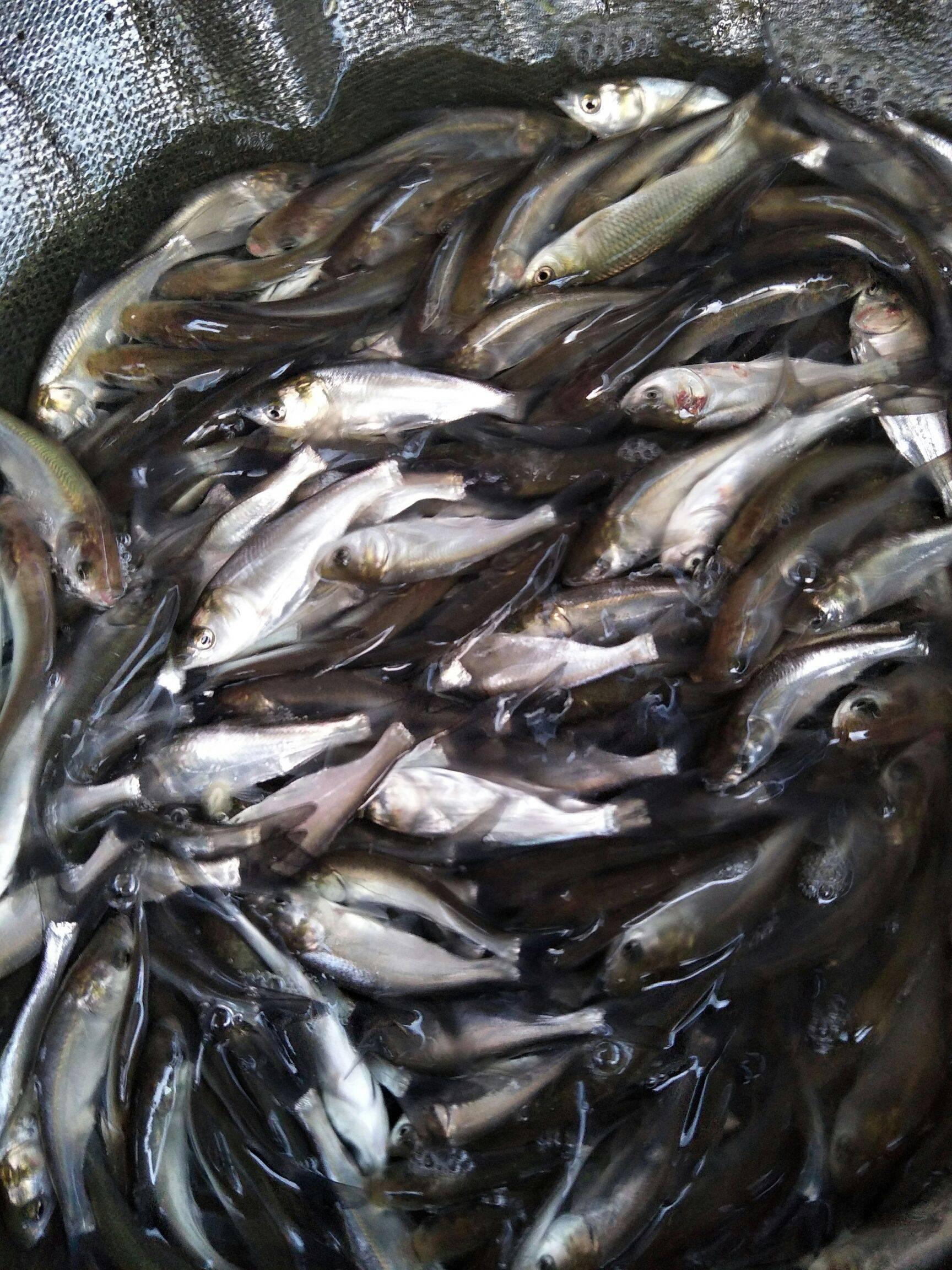 花鲢鱼精养投料技术_精养花鲢的养殖技术_如何养殖花鲢