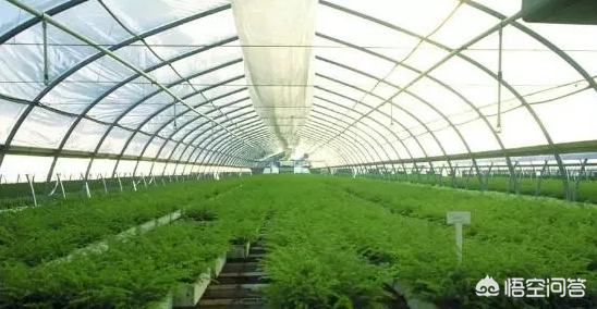 蔬菜大棚种植常用管理技术