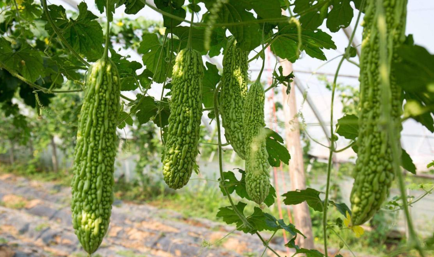 大棚苦瓜想高产，应掌握4项种植技术，5项田间管理，3大病虫防治