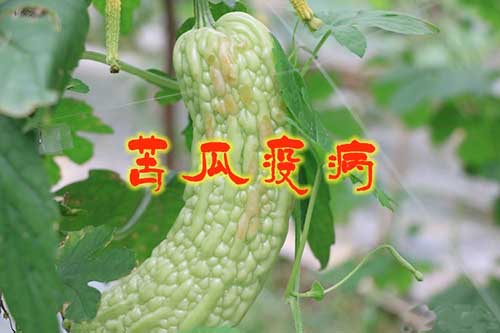 大棚西瓜的种植方法和管理技术_大棚种植技术与管理_大棚柿子种植和管理技术