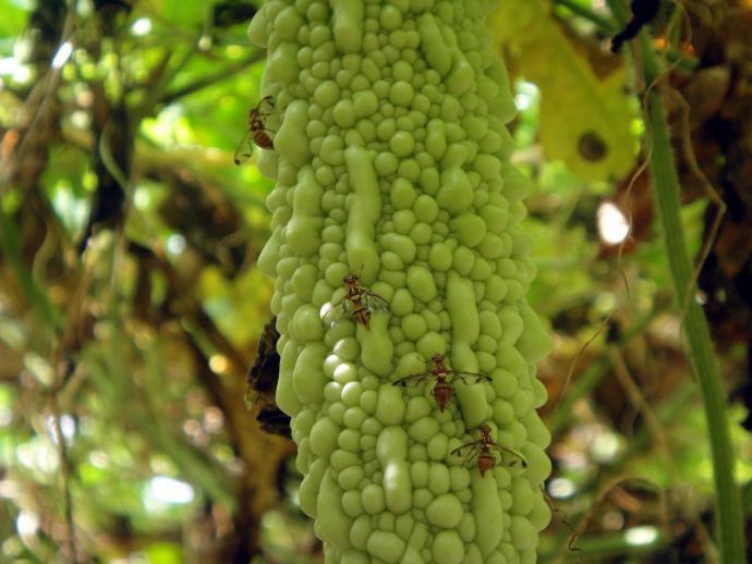 大棚种植技术与管理_大棚柿子种植和管理技术_大棚西瓜的种植方法和管理技术