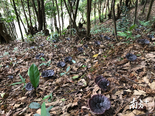 仿野生养蝎子如何建场地_仿野生蝎子养殖技术_仿野生蝎子养殖视频