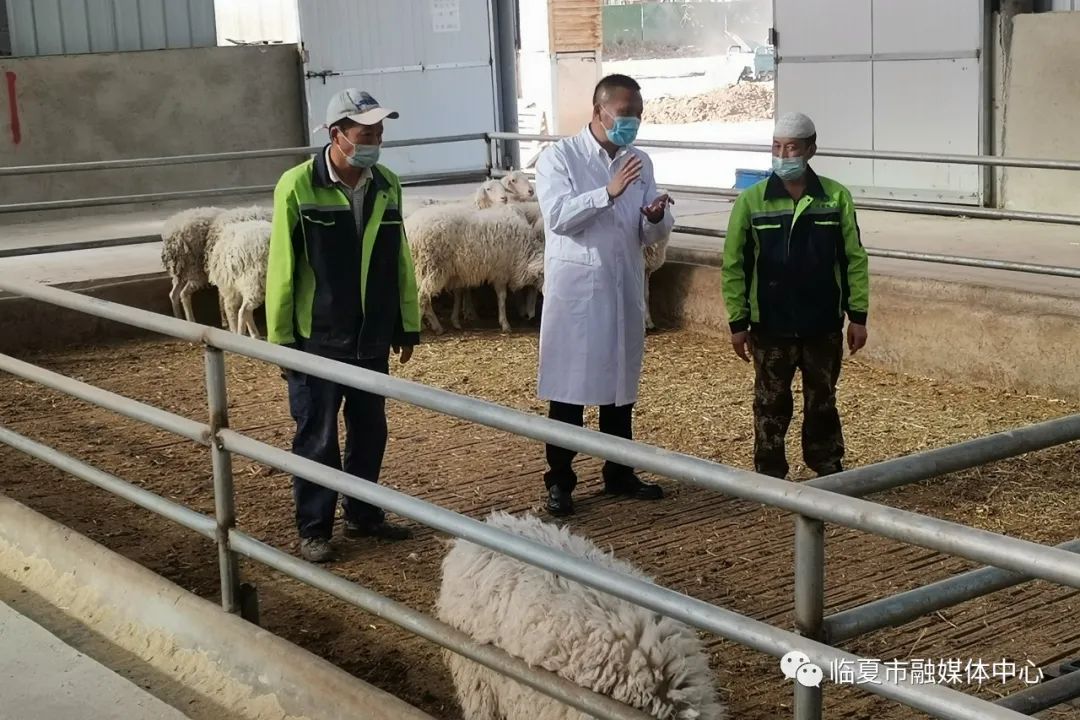“羊大夫”“牛医生”李红军：扎根基层畜牧业 倾情服务养殖户