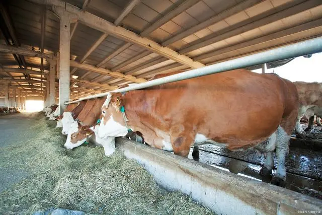 马养殖场视频_马牛养殖技术_但马牛养殖