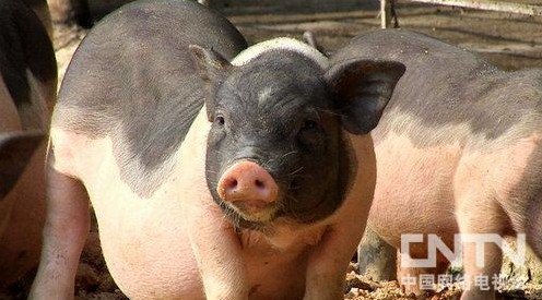 农户陈海军：他养这种猪，利润非常高，不像传统养猪。