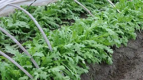 大棚茼蒿怎样种植，大棚茼蒿种植技术要点