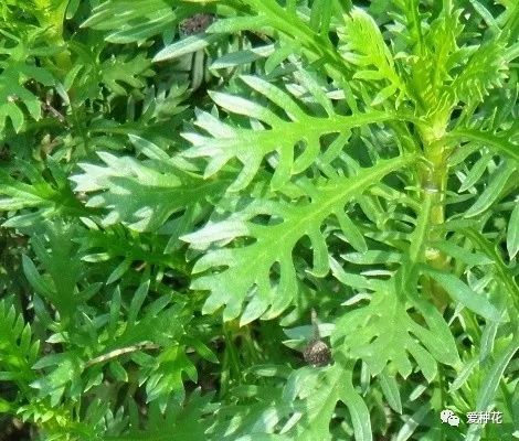 茼蒿的种植方法