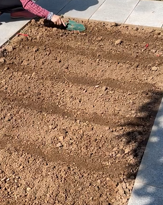 蓬蒿怎么种_种植蓬蒿技术视频_蓬蒿种植技术