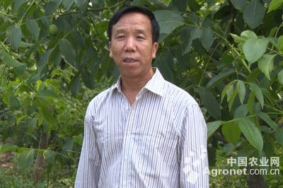 壕地藜蒿专家咨询