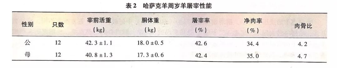 大尾羊养殖技术_养殖羊大户_大型养殖羊的羊的视频
