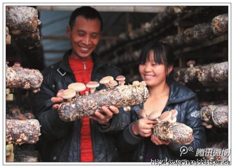 豫玉16玉米价格最新行情