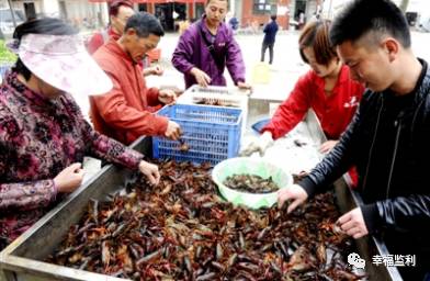 稻谷养殖致富经历_稻谷养猪_致富养殖稻谷经历简述