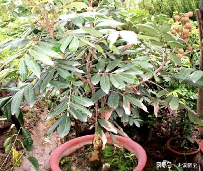 3种高端野果，儿时想吃就摘，如今却成了“珍贵货”，最贵100斤