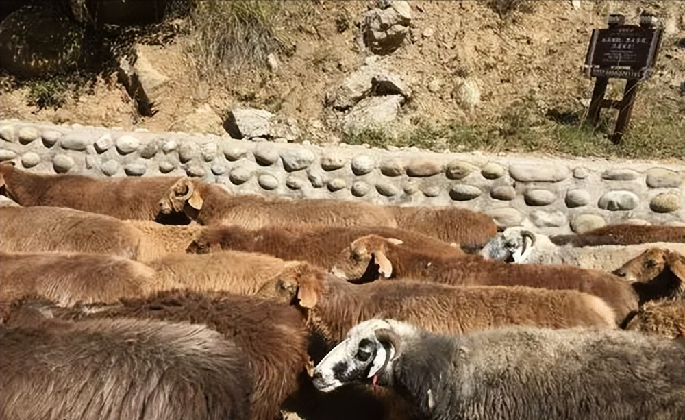 大尾羊养殖技术_大型养殖羊的羊的视频_养殖羊技术大尾草视频