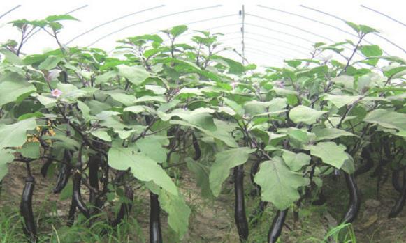 茄子高产种植技术_茄子高产种植技术视频_茄子高产种植技术大棚