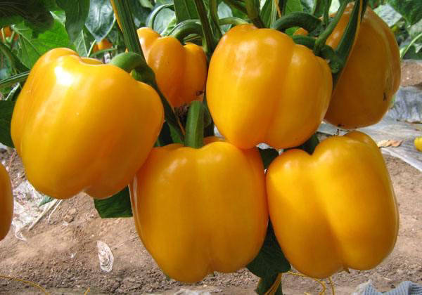 彩椒的种植技术_彩椒种植的方法及注意事项_彩椒种植过程