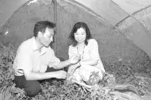 致富养殖蝗虫赚钱吗_养殖蝗虫致富_致富养殖蝗虫视频