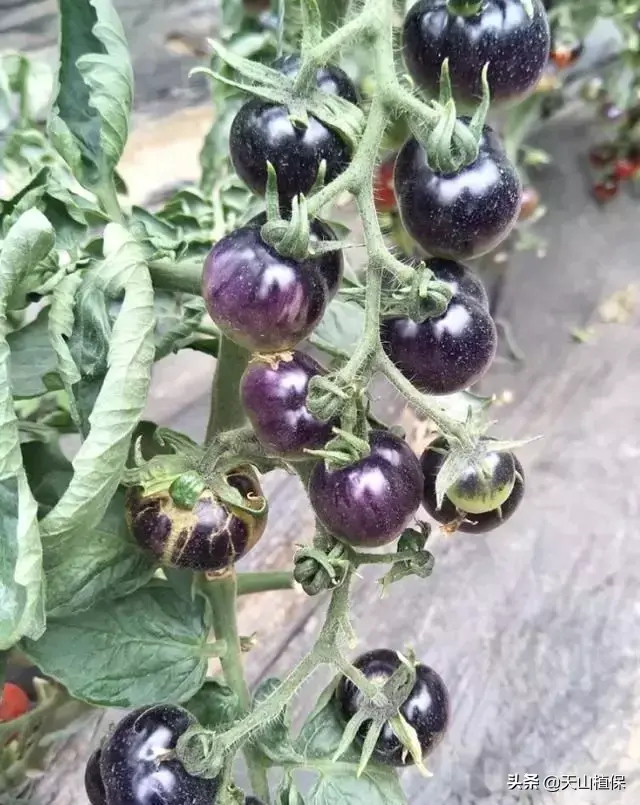 酉红柿的种植技术_种酉红柿的种植方法_西红柿树种植技术视频教程