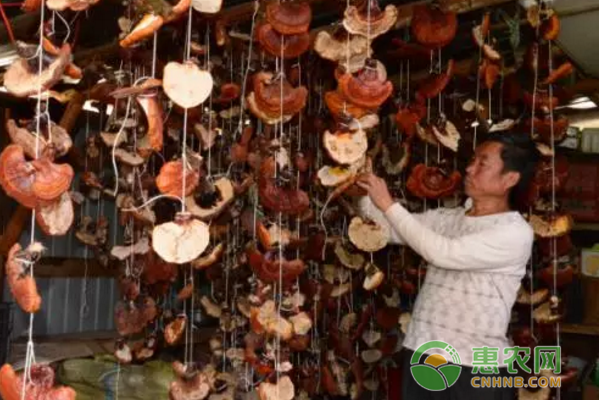 种植致富案例：树下种灵芝-图片版权归惠农网所有