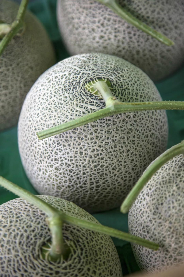 蜜蜂致富新疆话怎么说_新疆蜜蜂养殖_致富经新疆 蜜蜂