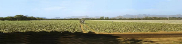 新疆蜜蜂养殖_致富经新疆 蜜蜂_蜜蜂致富新疆话怎么说
