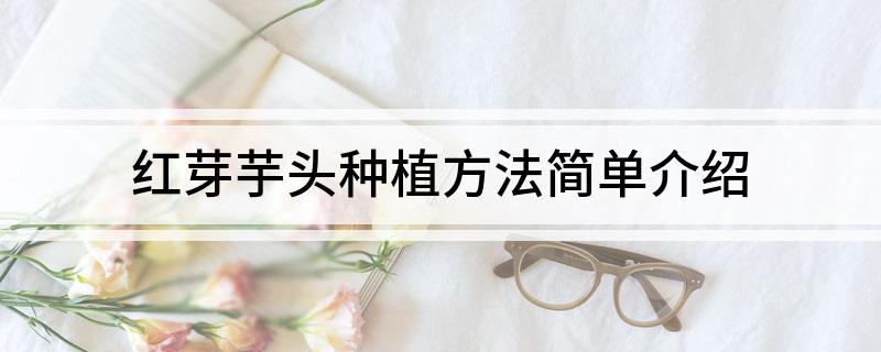 芋芽种植技术_芋头芽种植_芋芽怎么种植