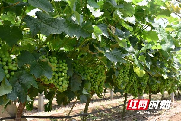 冰葡萄多少钱一袋_致富经上冰葡萄_致富经葡萄