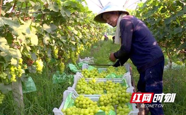 致富经上冰葡萄_冰葡萄多少钱一袋_致富经葡萄