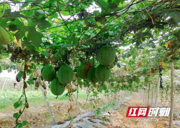 冰葡萄多少钱一袋_致富经上冰葡萄_致富经葡萄