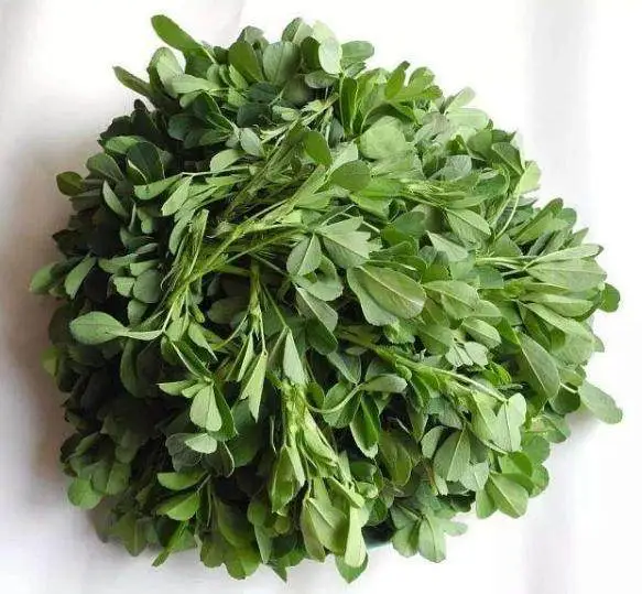 致富种植苜蓿图片_致富种植苜蓿产量_种植苜蓿致富