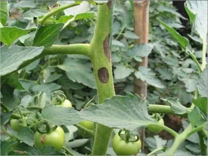 秋季番茄大棚种植技术要点_秋季番茄大棚种植技术与管理_秋季大棚番茄种植技术