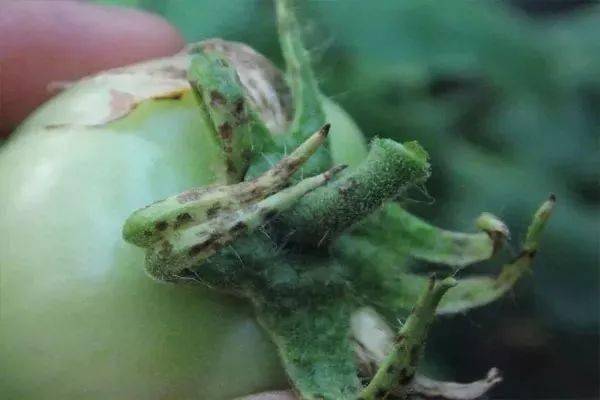 秋季番茄大棚种植技术要点_秋季番茄大棚种植技术与管理_秋季大棚番茄种植技术