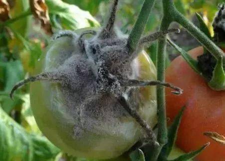 秋季番茄大棚种植技术要点_秋季番茄大棚种植技术与管理_秋季大棚番茄种植技术