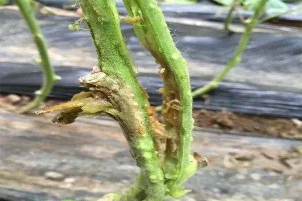 秋季大棚番茄种植技术_秋季番茄大棚种植技术与管理_秋季番茄大棚种植技术要点
