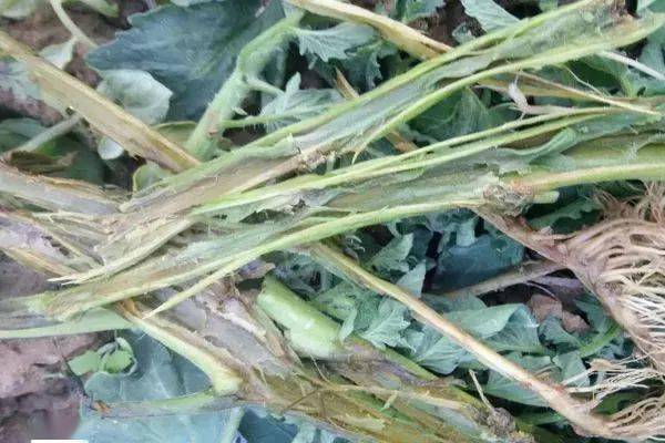 秋季番茄大棚种植技术要点_秋季大棚番茄种植技术_秋季番茄大棚种植技术与管理