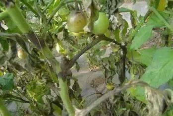 秋季番茄大棚种植技术与管理_秋季番茄大棚种植技术要点_秋季大棚番茄种植技术