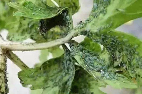 秋季番茄大棚种植技术与管理_秋季番茄大棚种植技术要点_秋季大棚番茄种植技术