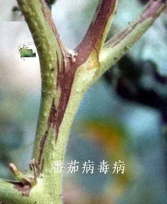 秋季番茄大棚种植技术与管理_秋季大棚番茄种植技术_秋季番茄大棚种植技术要点