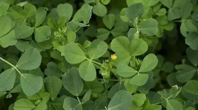 农民发家致富新方法，不种粮食就种草，赚的钱比种水稻多四倍