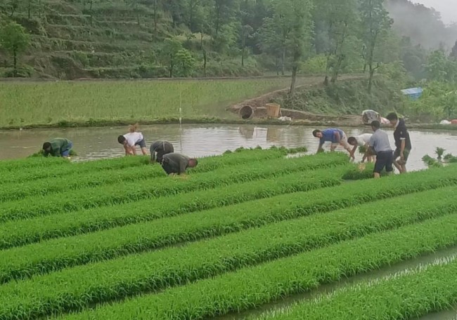致富经芡实种植技术_种植芡实效益如何_芡实种植技术视频
