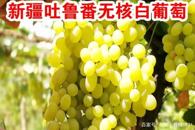 南通葡萄种植基地_南通葡萄种植致富_南通致富种植葡萄基地地址