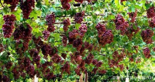 南通葡萄种植基地_南通致富种植葡萄基地地址_南通葡萄种植致富