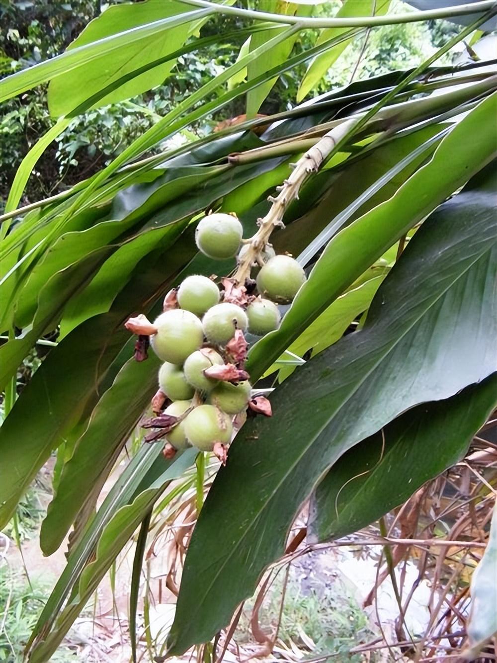 种植致富案例_种植致富新项目_生态种植致富研究