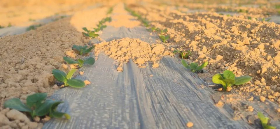 种植葫芦的前景_种植西葫芦致富_种西葫芦视频