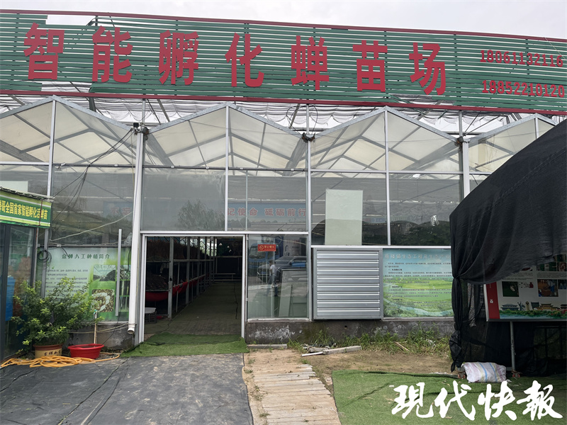 知了猴种植技术_致富经知了猴养殖视频_致富经规模化知了猴种植