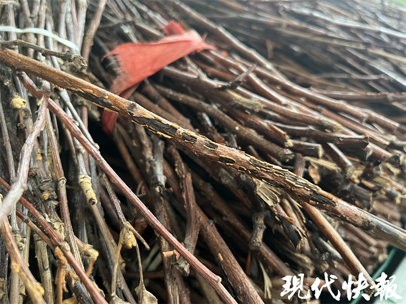 致富经规模化知了猴种植_知了猴种植技术_致富经知了猴养殖视频