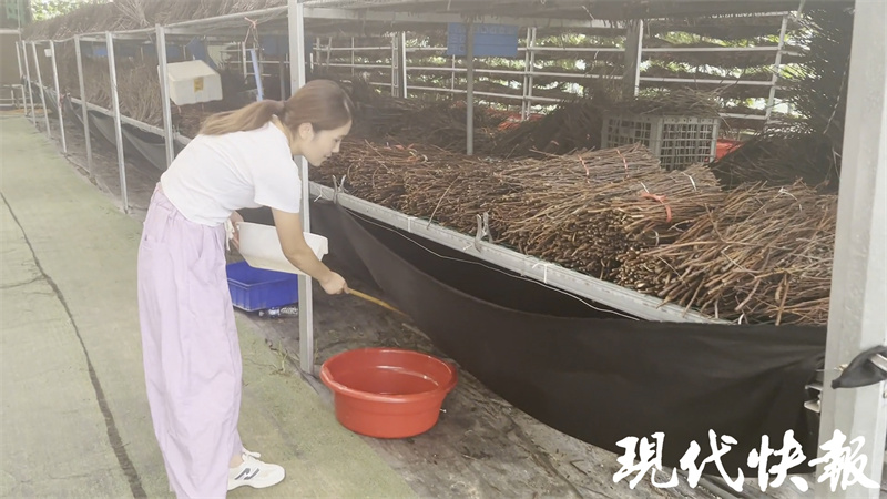 致富经规模化知了猴种植_致富经知了猴养殖视频_知了猴种植技术