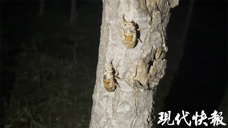 知了猴种植技术_致富经规模化知了猴种植_致富经知了猴养殖视频