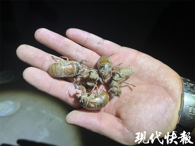 致富经知了猴养殖视频_致富经规模化知了猴种植_知了猴种植技术